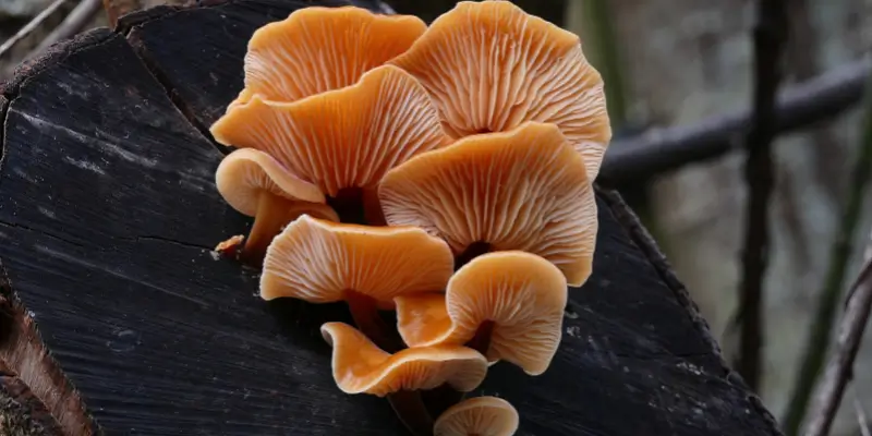 Najboljše medicinske gobe (2026): primerjava slovenskih ponudnikov